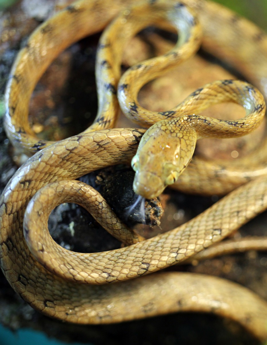 Boiga ranawanei Samarawickrama, Samarawickrama, Wijesena, & Orlov, 2005